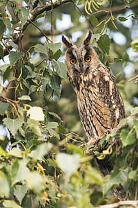 owl on tree during daytime thumbnail
