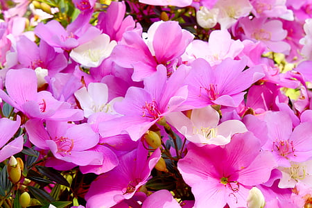 purple petaled flower thumbnail