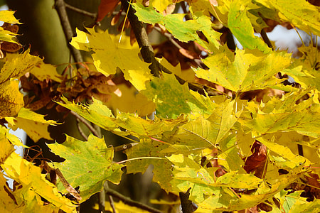 Norway Maple, Maple Leaves thumbnail