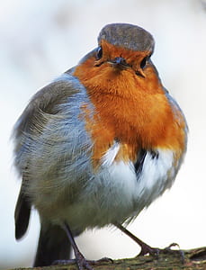 brown and white bird on tree branch thumbnail