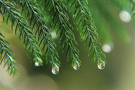 green leaf plant with dew thumbnail