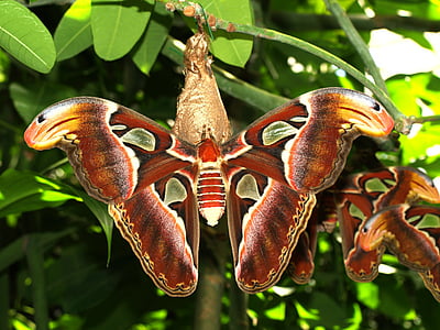 cecropia moths perched on green leaf thumbnail