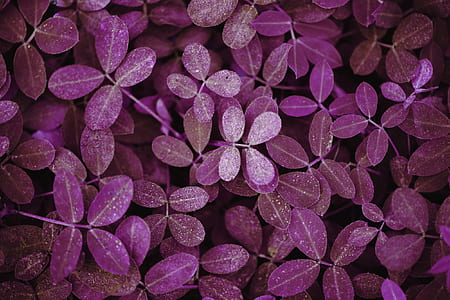 purple leaves plant thumbnail