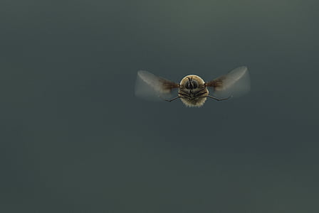 beige and brown wing insect flying thumbnail