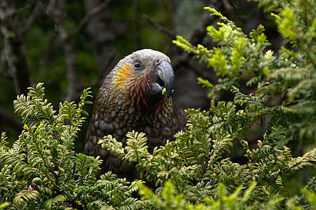 selective focus photography of kea bird perched on branch thumbnail