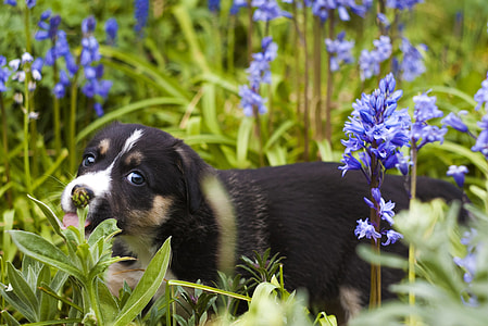 black puppy walking in grass field thumbnail