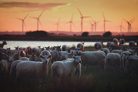 selective focus of Herd of Sheep near river thumbnail