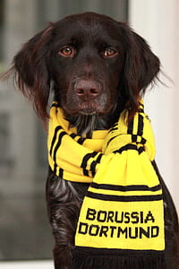 short-coated black dog wearing yellow and black striped scarf thumbnail