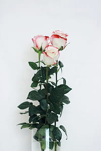 three white-and-red roses thumbnail