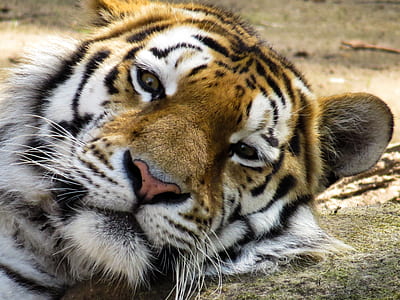 close-up photography of brown and white tiger thumbnail