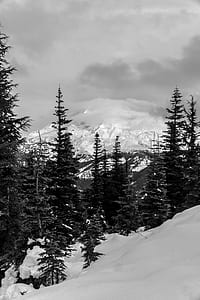 pine trees on snow covered road thumbnail