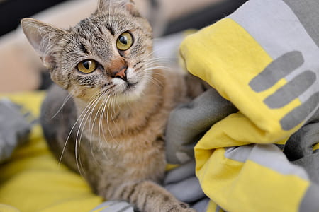 selective focus of brown and grey cat lying on yellow textile thumbnail