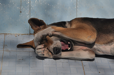 dog lying beside wall thumbnail