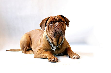 short-coated brown dog with chain necklace on the floor thumbnail