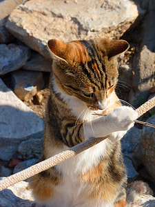 brown and white tabby cat on rope thumbnail