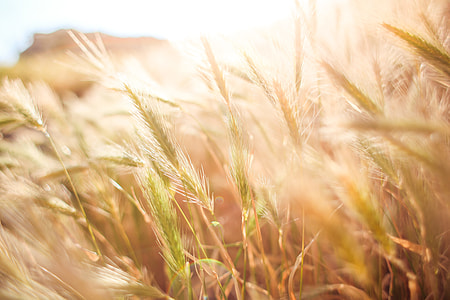 Wheat Field in Sun Close Up thumbnail