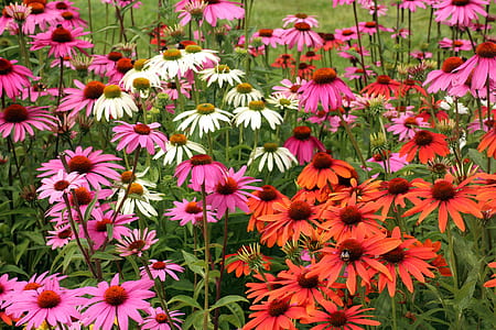 bed of pink, white and orange petaled flowers thumbnail