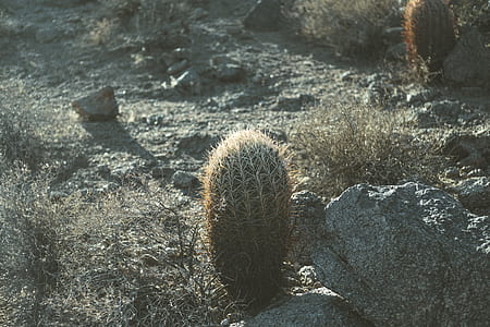 green cactus thumbnail