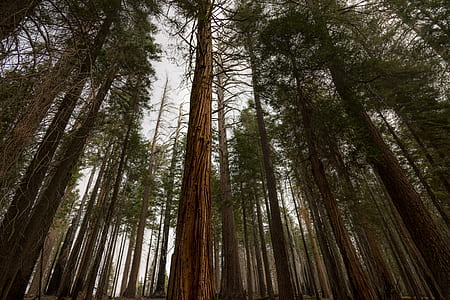 brown trees thumbnail