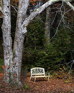 white metal bench near wooden tree with bushes nearby at daytime thumbnail