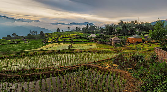 houses near rice field thumbnail