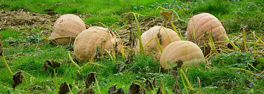 five squashes on green grass thumbnail