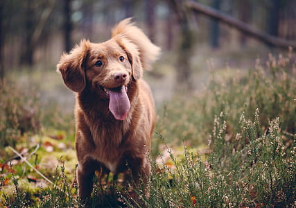 photo of Nova Scotia duck tolling retriever on grass field thumbnail