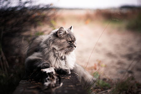 long-haired gray cat on stone thumbnail