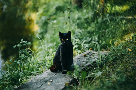 black cat on wood surrounded by green grasses thumbnail