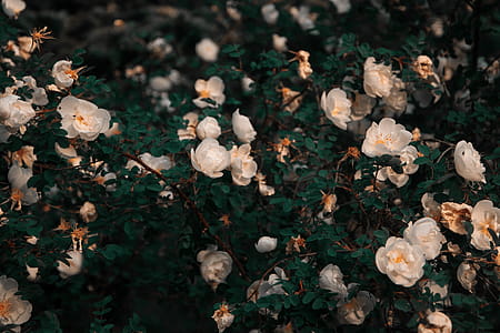 White Petaled Flowers thumbnail