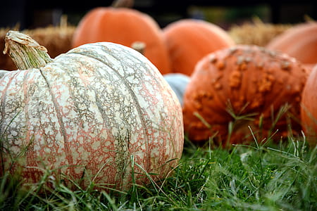 tilt shift photography of orange pumpkin thumbnail