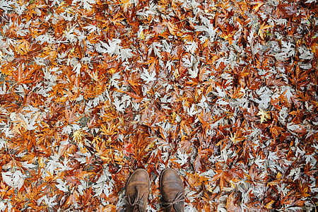 pair of brown leather shoes on brown leaves thumbnail