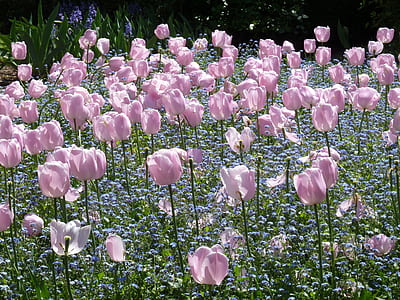 pink flower field thumbnail