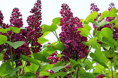 pink lilac flowers thumbnail