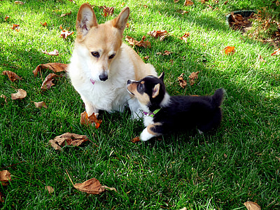 two short-coated puppies on grass field thumbnail