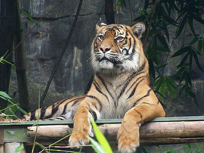 brown tiger sitting on green wooden platform thumbnail