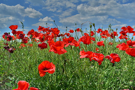 red poppy flowers under white cloudy sky during daytime photo thumbnail