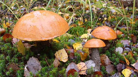 selective focus photography of brown mushrooms thumbnail