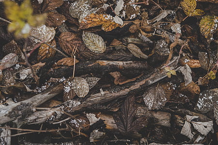 Pile of Brown Tree Branches and Dried Leaves thumbnail