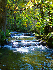 river in the middle of forest during day time thumbnail
