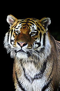 close up photograph of tiger thumbnail
