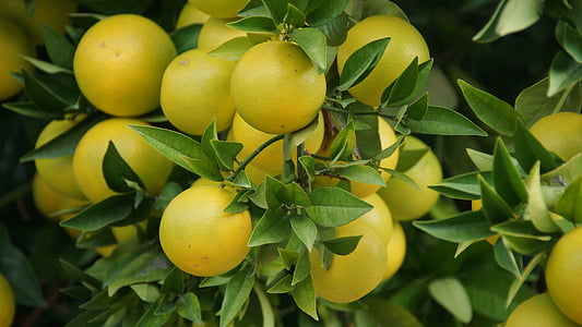 lemon lot thumbnail