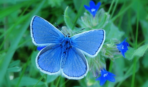 common blue butterfly on green leaf thumbnail