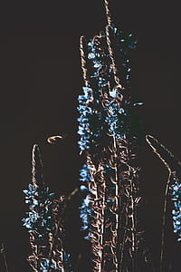 Brown Plant With Blue Flowers thumbnail