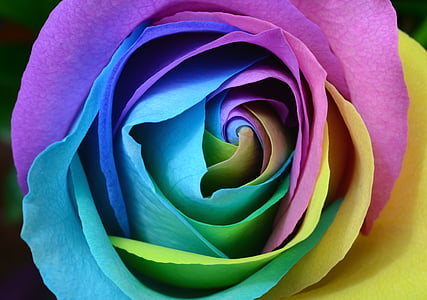 teal, blue, and pink rose thumbnail