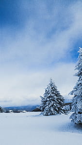 photograph of pine tree covered in snow thumbnail