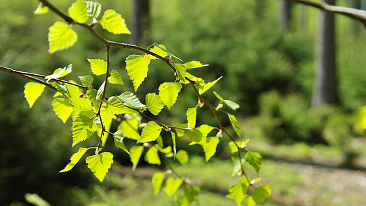 selective focus photo of green leaves during daytime thumbnail