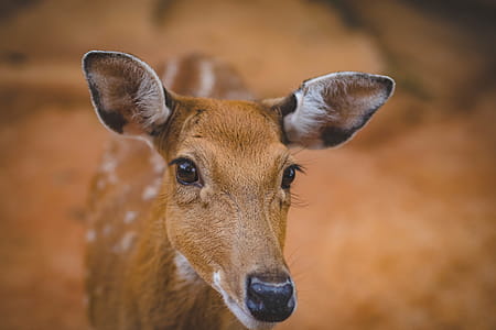 Deer thumbnail