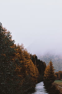 river beside trees during foggy day thumbnail