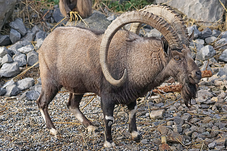 gray ram standing on gray gravel taken during daytime thumbnail